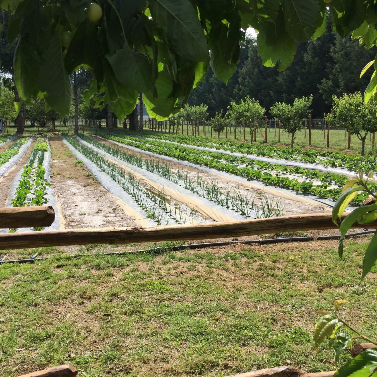 Agriturismo Fiorella Camigliatello Silano Zewnętrze zdjęcie
