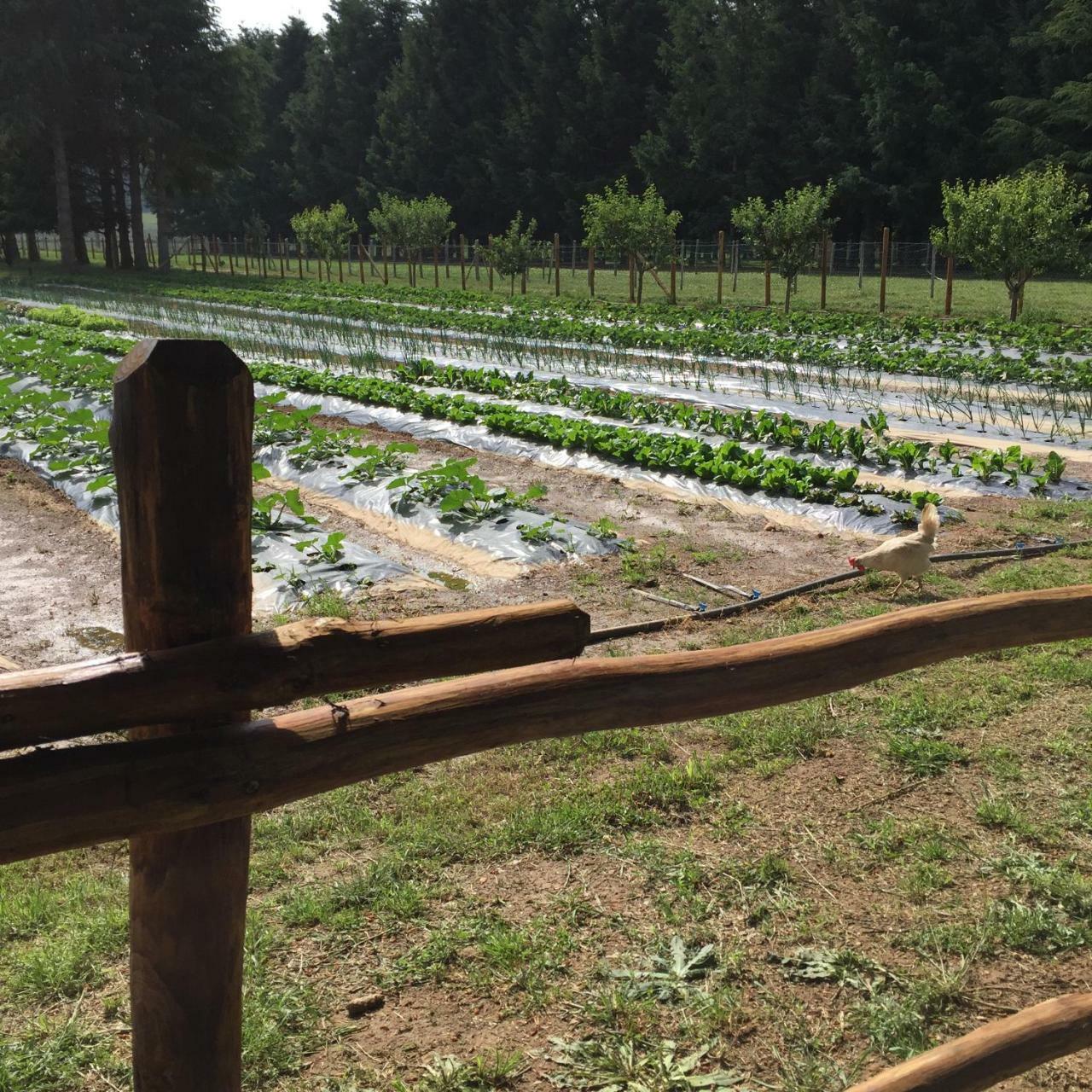 Agriturismo Fiorella Camigliatello Silano Zewnętrze zdjęcie